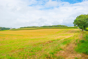Fields and trees in a green hilly grassy landscape under a blue sky in sunlight in summer, Voeren, Limburg, Belgium, September, 2021