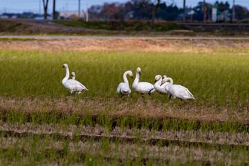 Swans relaxing in paddy fields
