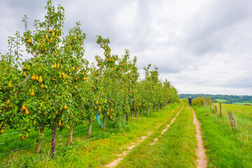 Fototapeta na wymiar Pear trees in an orchard in a green grassy meadow in bright sunlight in summer, Voeren, Limburg, Belgium, September, 2021