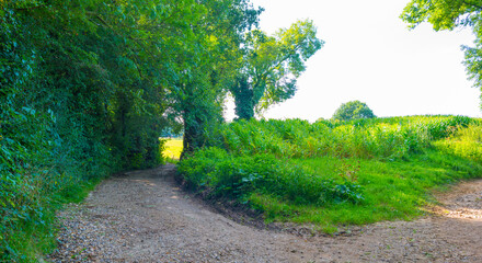 Naklejka premium Fields and trees in a green hilly grassy landscape under a blue sky in sunlight in summer, Voeren, Limburg, Belgium, September, 2021