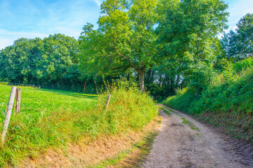 Fototapeta na wymiar Fields and trees in a green hilly grassy landscape under a blue sky in sunlight in summer, Voeren, Limburg, Belgium, September, 2021