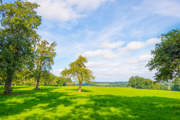 Fields and trees in a green hilly grassy landscape under a blue sky in sunlight in summer, Voeren, Limburg, Belgium, September, 2021