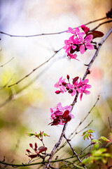 Close up of pear trees blooming in spring .