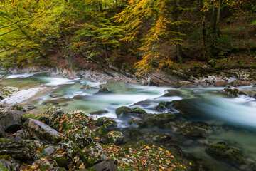 stream in the forest with autumn colors