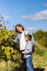 Fototapeta premium Mother and son looking grapes on a vineyard