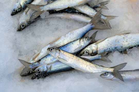 Coregonus albula - fresh water Salmonidae family fish on ice. Ice fishing in winter.