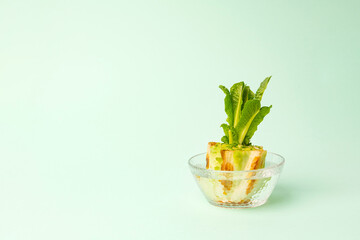 Regrowing chinese cabbage in a glass bowl on green background. Using vegetable scraps to grow...