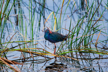 A watercock in the wetland.