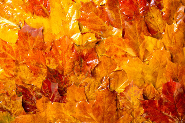 Colorful wet fall leaves as background. Autumn composition, rainy day. Maple leaves texture. Flat lay, top view.
