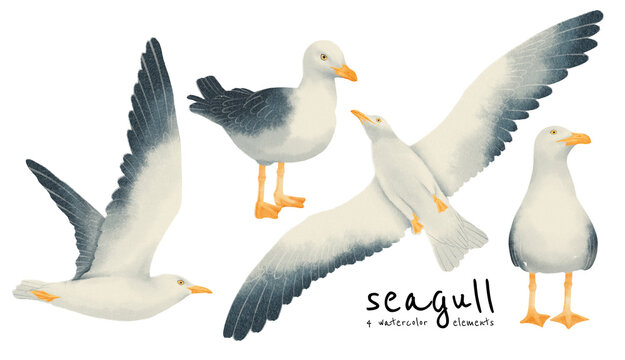Seagull birds watercolor styles set