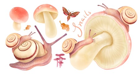 Snails with autumn forest elements illustration watercolor styles © b.illustrations