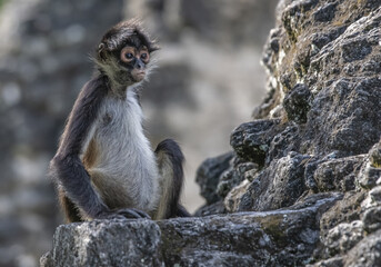 Selective focus shot of a spider monkey sitting on a rock