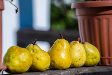 Fresh pears on a wooden fence in the yard in the village of Holloko, Hungary