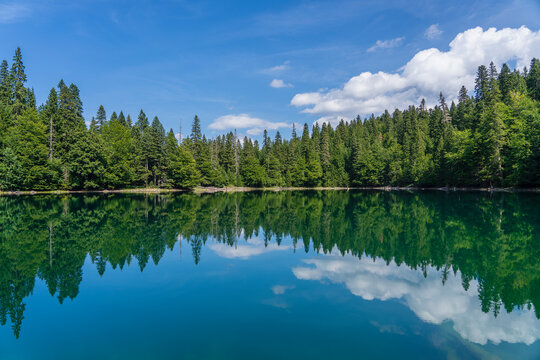 Mountain lake surrounded by dense coniferous and beech forest. Montenegro, Europe © OlegD
