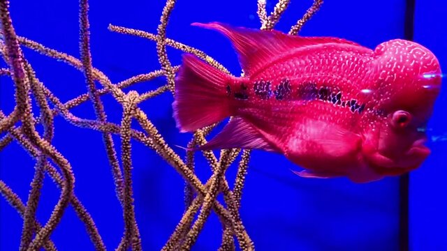 Flower horn fish against the background of corals in the aquarium. Flowerhorn Cichlid Colorful fish swimming in aquarium. This is an ornamental fish that symbolizes the luck of feng shui in the house.