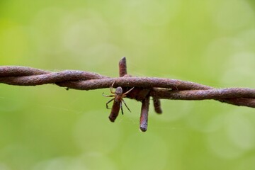 barbed wire on a fence