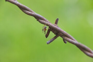 barbed wire on a fence