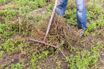 Farmer with a rake removes dry potato stalks before digging it out of the ground, summer autumn garden work