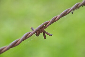 barbed wire on a fence