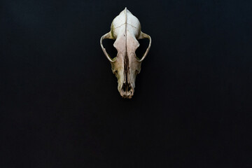 Old dog skull on a black paper background. Mockup, place for text, copy space