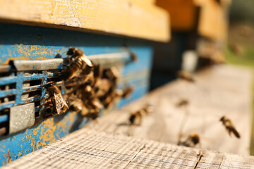 Closeup view of wooden hive with honey bees on sunny day