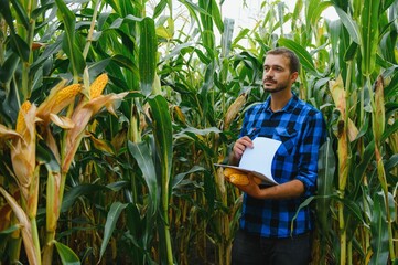A farmer checks the tall corn crop before harvesting. Agronomist in the field