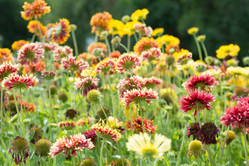 Gaillardia pulchella flowers in the garden