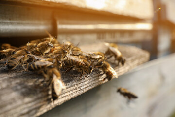 Closeup view of wooden hive with honey bees on sunny day
