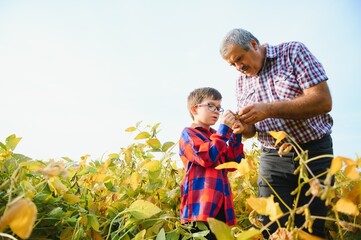 Family farming. Farmers grandfather with little grandson on soybean field. The grandfather teaches...