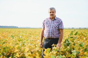 A farmer agronomist inspects soybeans growing in a field. Agriculture