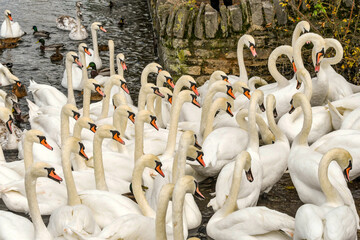 Wide angle view of a flock of white swans © Cerib