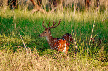 deer in the grass