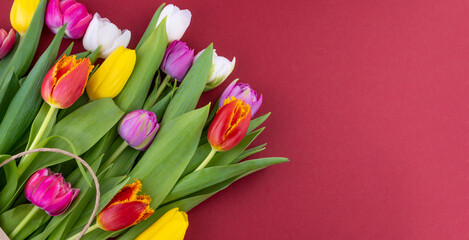 Floral Banner red background with place for text. Mix of spring tulips flowers. Tulips close-up different colors. Spring flower copy space. Gift. Red, pink, white and yellow.