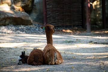 Two brown alpaca llamas are resting in the park
