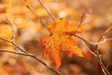 One bright orange maple leaf on bare autumn branches. Beautiful autumn background. Close up. Copy space.