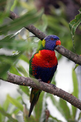 Close up of a Rainbow Lorikeet, New South Wales Australia
