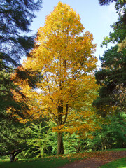 Tree with golden autumn leaves, Derbyshire England
