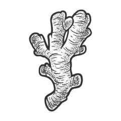 ginger root sketch raster illustration