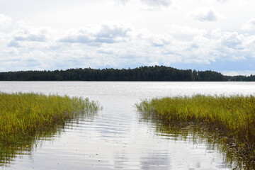 a beautiful autumn lake with green reeds and a forest landscape