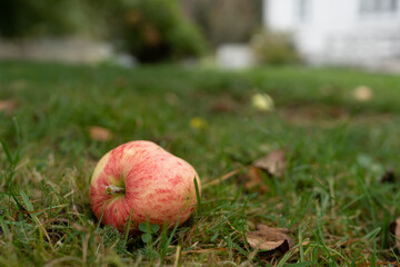 An apple lying on the ground in the garden.
