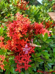 red and yellow flowers