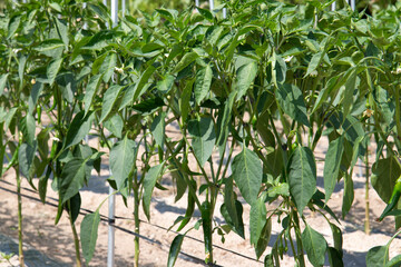 Chili pepper farming in Yeoju, Gyeonggi-do