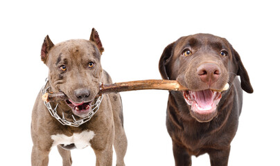 Two dogs gnaw one stick standing isolated on white background