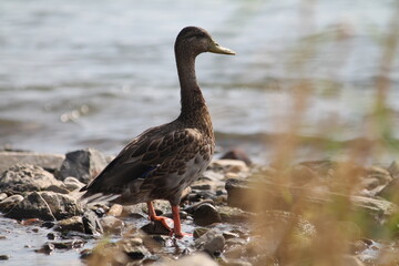 Ente