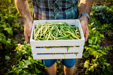 farmer harvesting green beans in garden organic farming concept