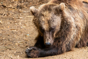 Fototapeta premium Ours brun - Ursus arctos - en gros plan 