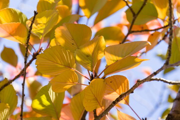 紅葉した桜の葉