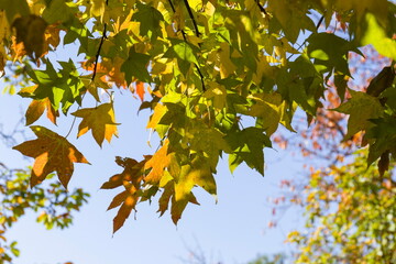 紅葉した楓の木漏れ日