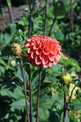 Orange Garden Dahlia, Derbyshire England
