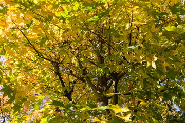 紅葉した楓の木漏れ日